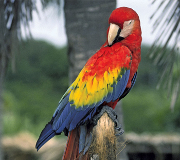 Bird Vet in Miami