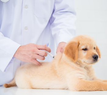 Dog Vaccinations in Wellington