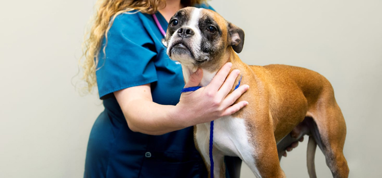 animal hospital nutritional counseling in Jupiter