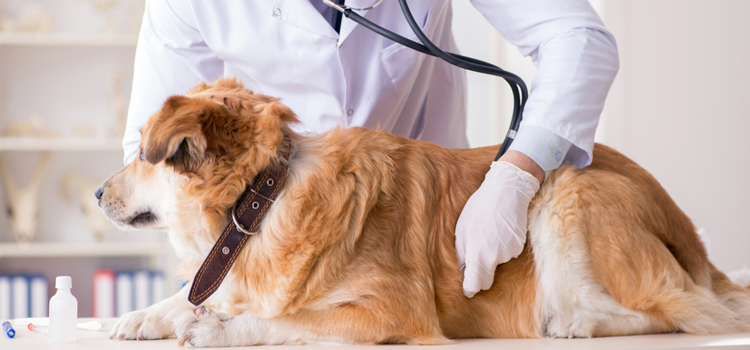 animal hospital nutritional consulting in Crystal Springs