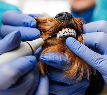 Odessa Dog Dentist