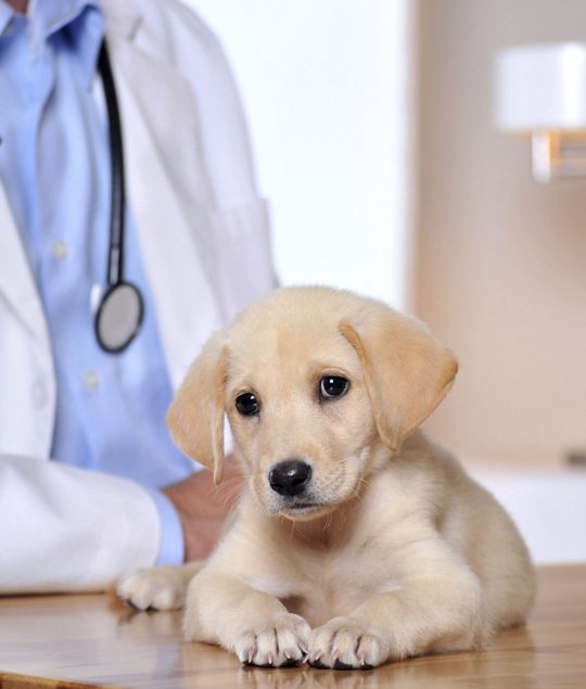 best Hudson veterinarian clinic