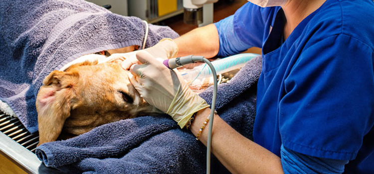 Animal Hospital Country Club - Small, Affordable, And Emergency Animal  Hospital